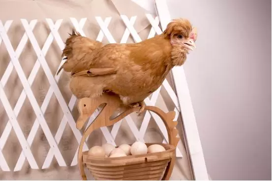 蛋鸡养殖常用饲料添加剂有哪些？[耀飞生物]