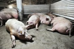 当前扼制养猪发展的不是猪价，而是不让养、不能养、不敢养？[耀飞生物]