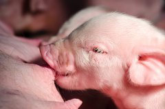 哺乳母猪日采食量达到9公斤是怎么做到的？[耀飞生物]