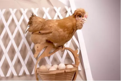 鸡蛋品质又下降，您的蛋鸡养殖会怎样？[耀飞生物]
